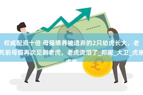 权威配资十倍 母猫喂养被遗弃的2只幼虎长大，老死前母猫再次见到老虎，老虎流泪了_邦妮_大卫_虎崽